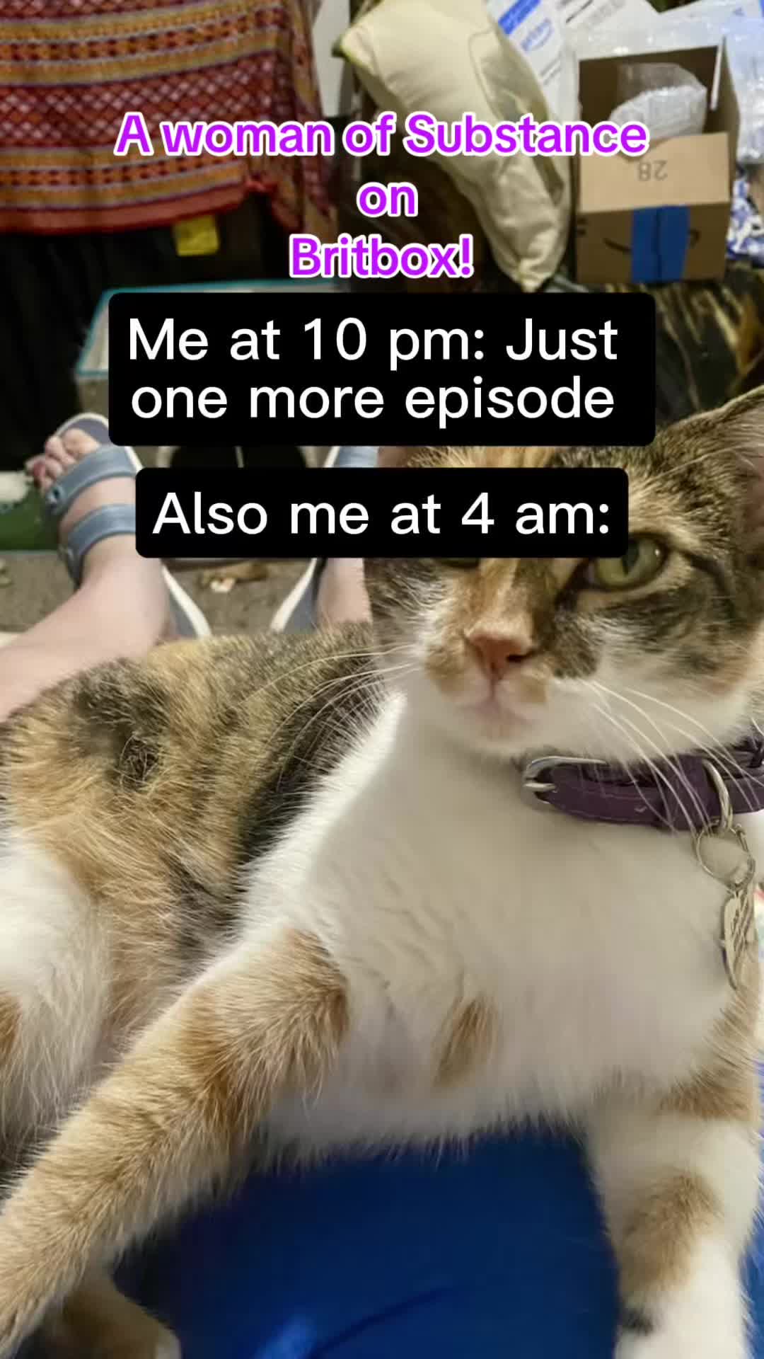 @🐈&zwj;⬛🐈Shelby🐈