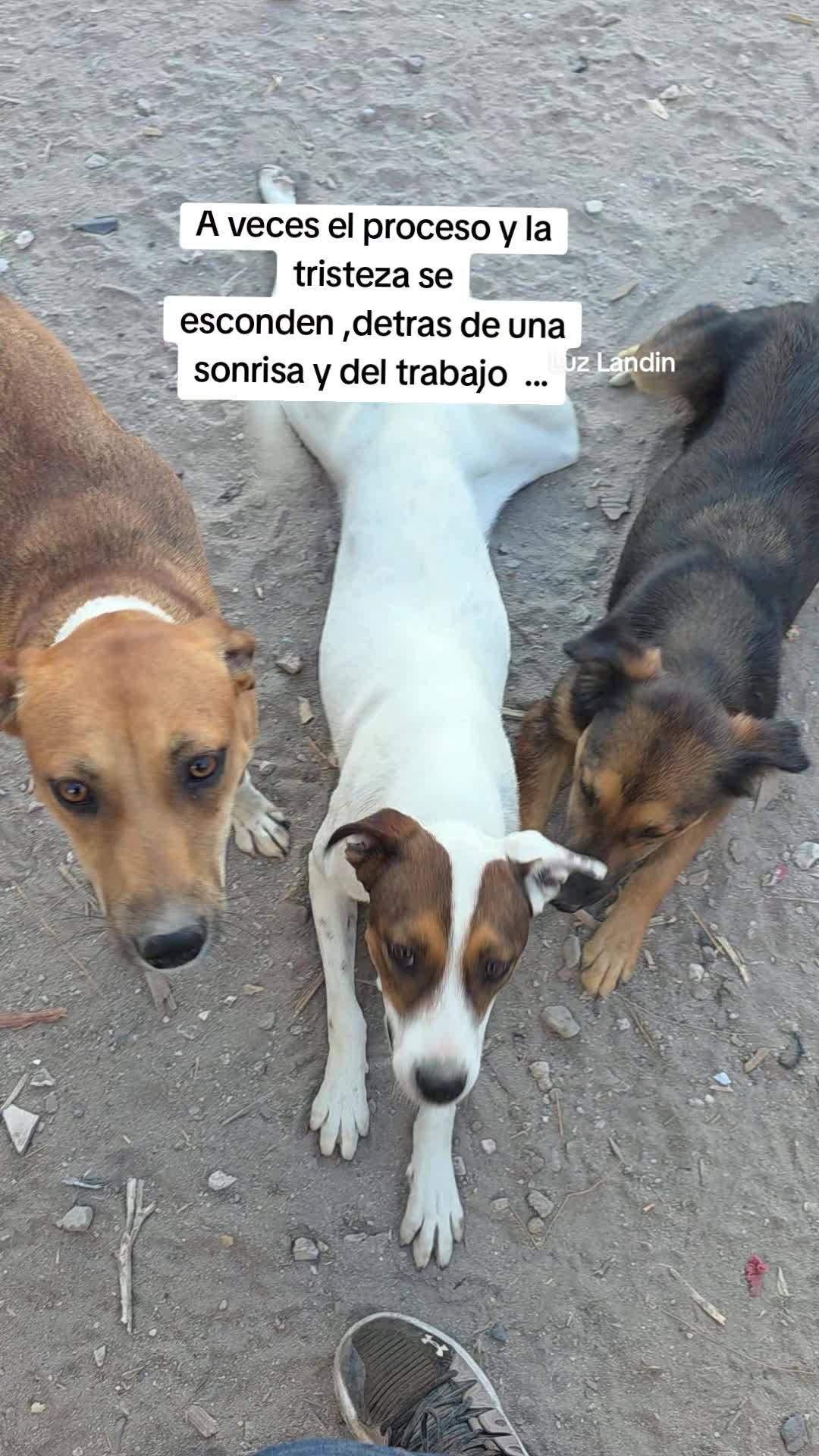 @huellitas de amor 🐾❤️🩹🐶