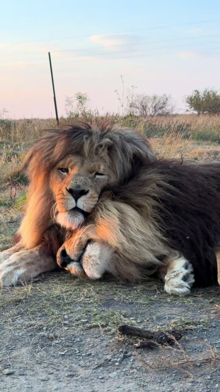 @Felidae Centre