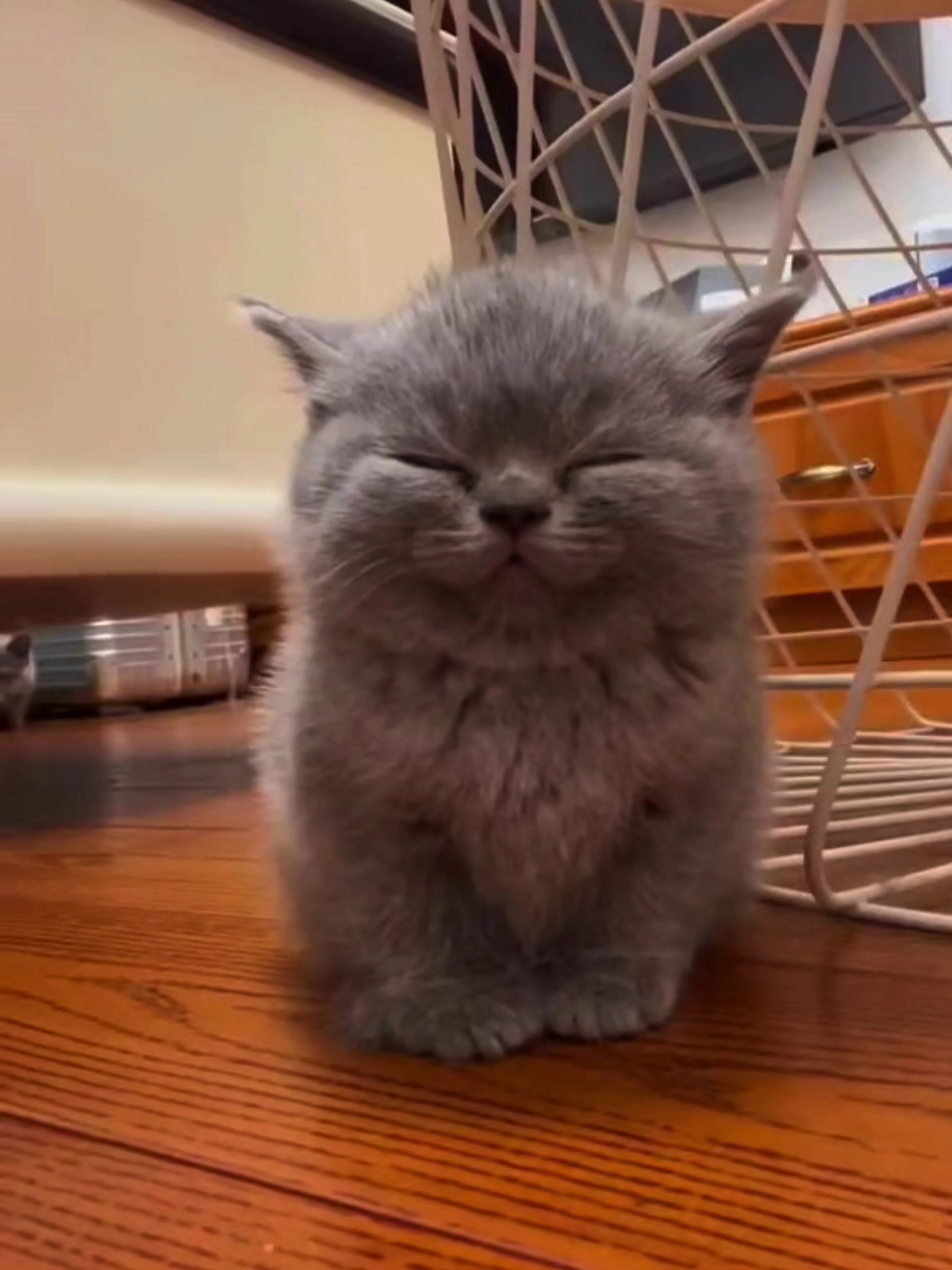@𝗖𝗔𝗧𝗦