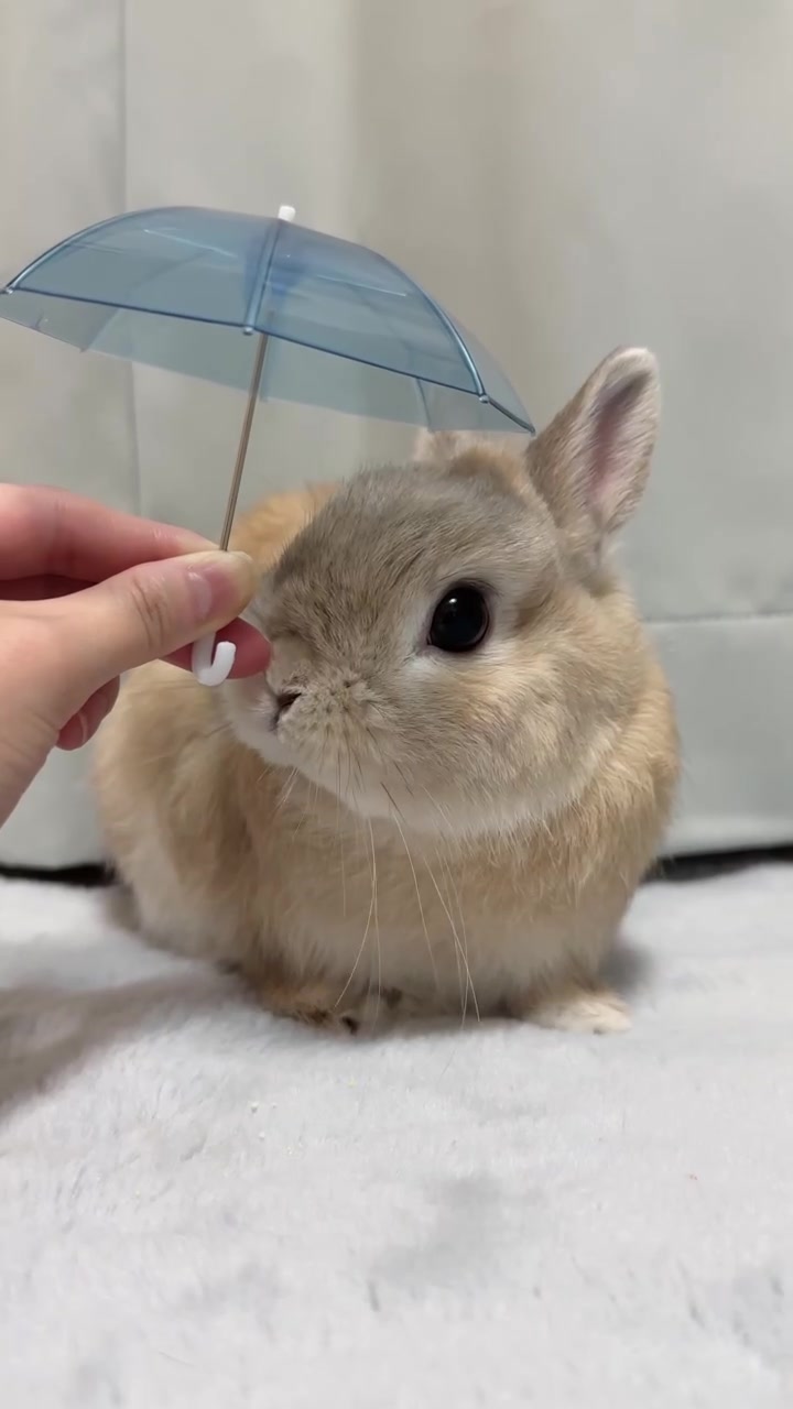 @うさぎのぷっしゅ