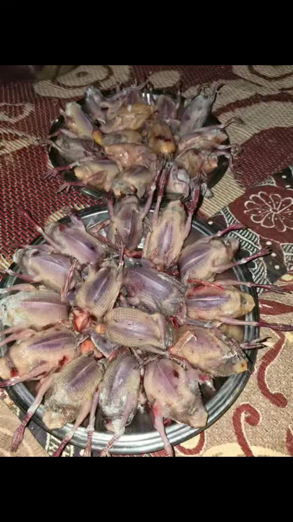 @حكيم عياد المغواري