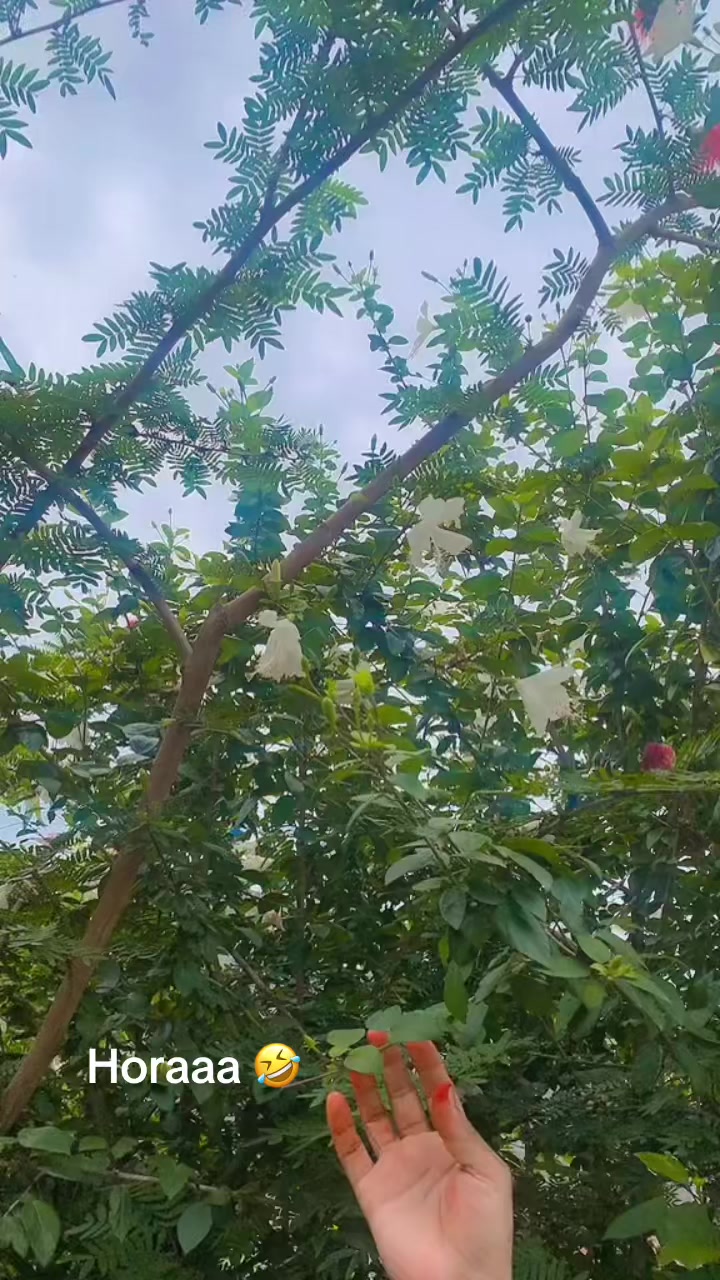 @taratripthi