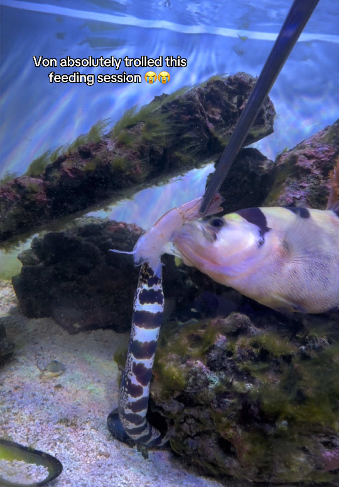 @ReefSync