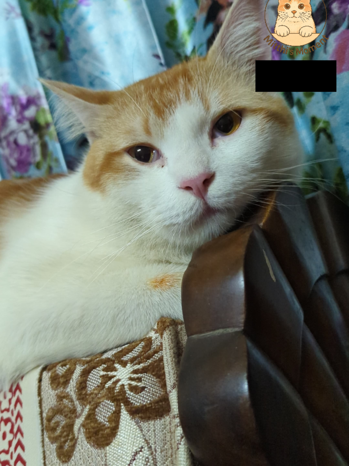 @Mitthi the Meow Meow