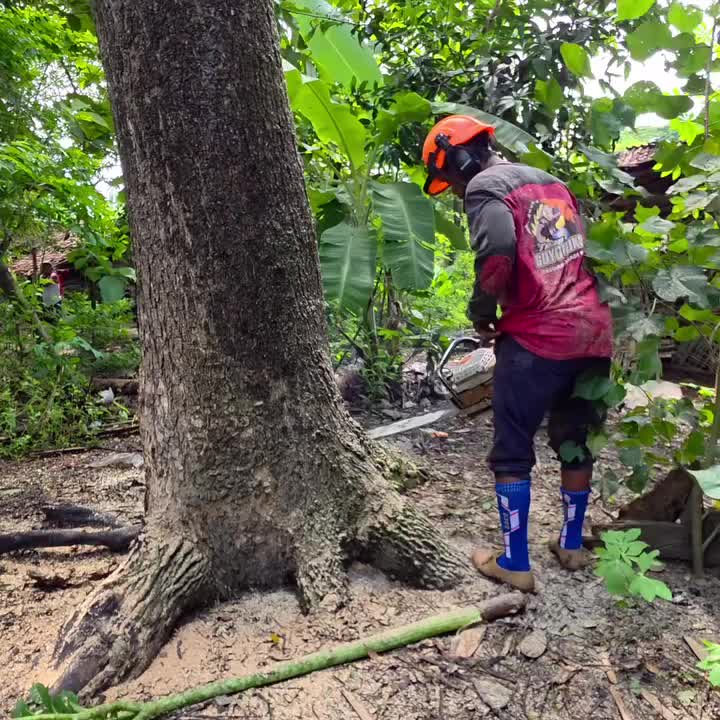 @Alex Tree Climber 👷 🇺🇸