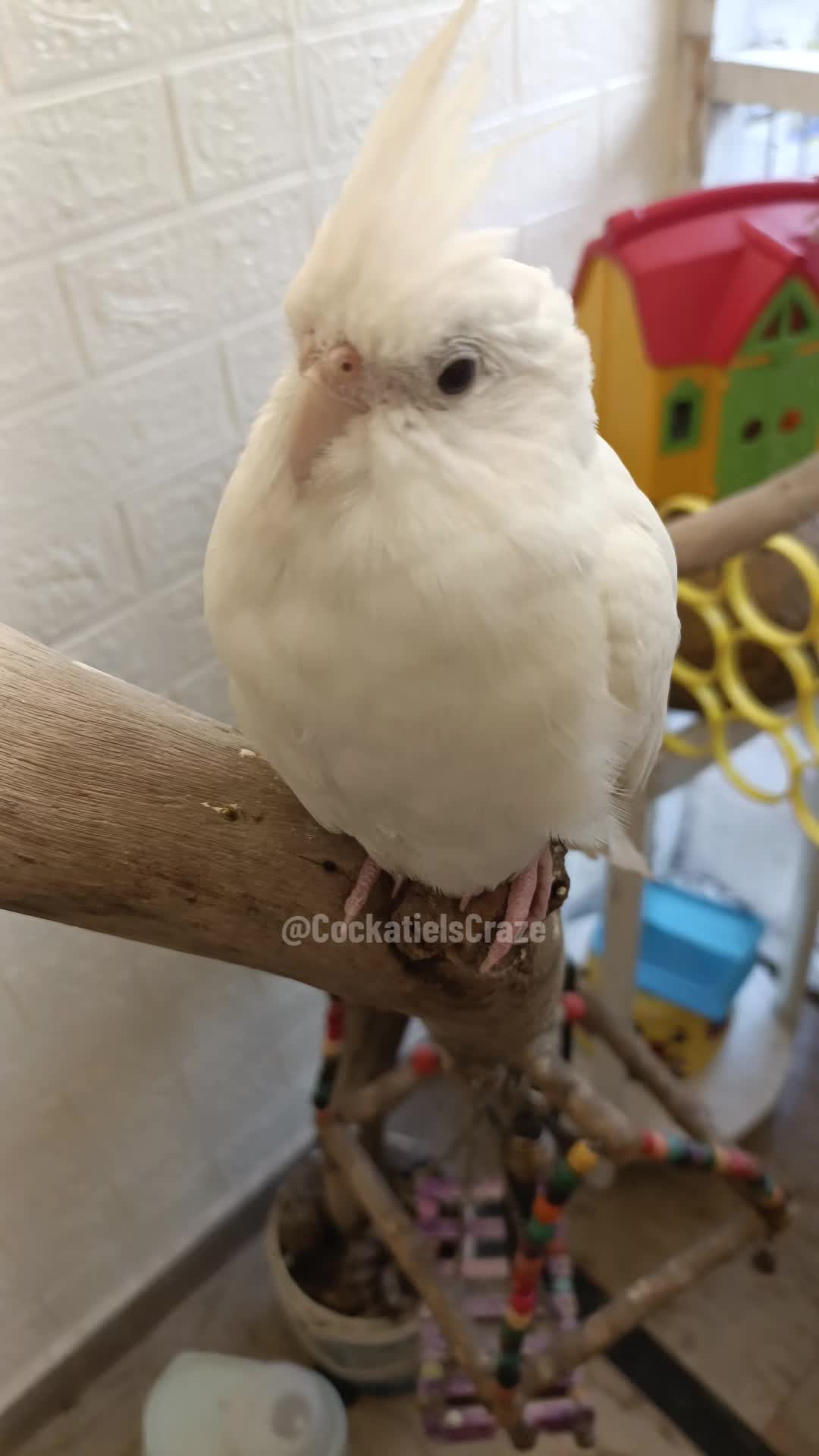 @Cockatiels Craze