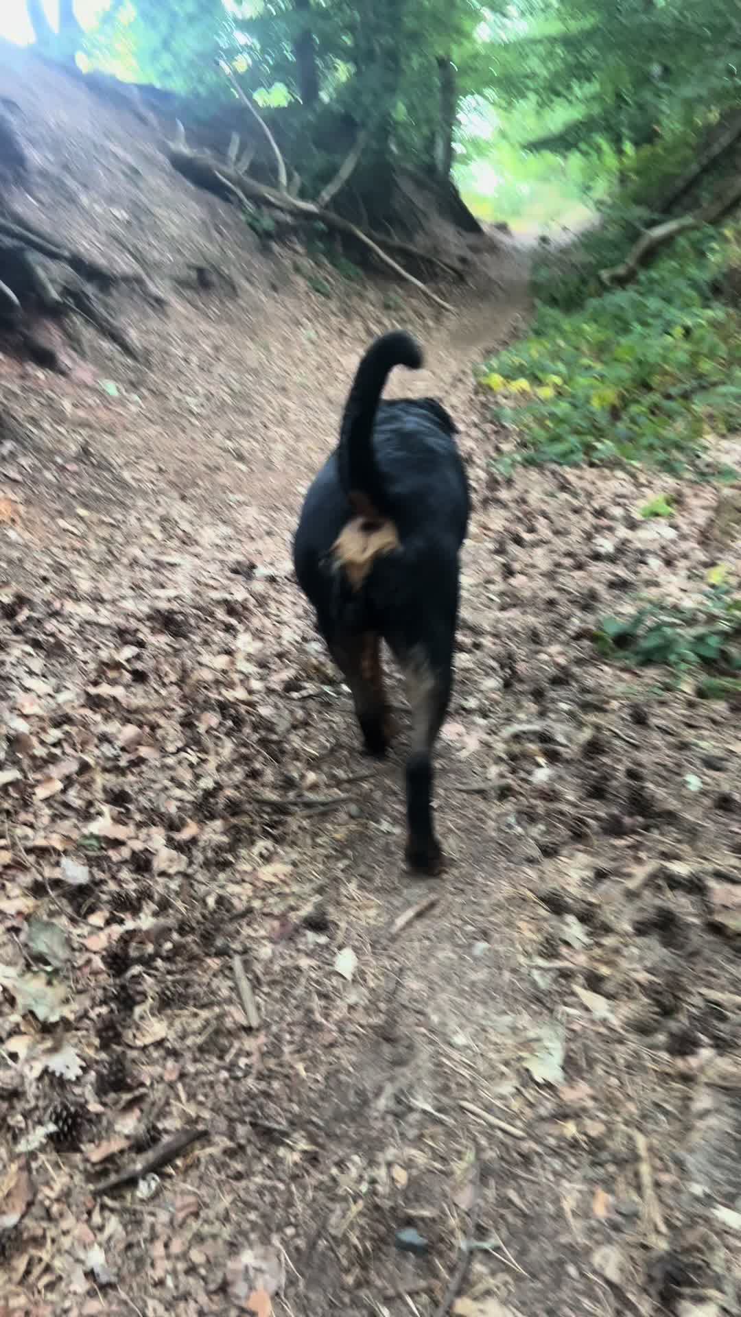 @Lucifer_Rottweiler