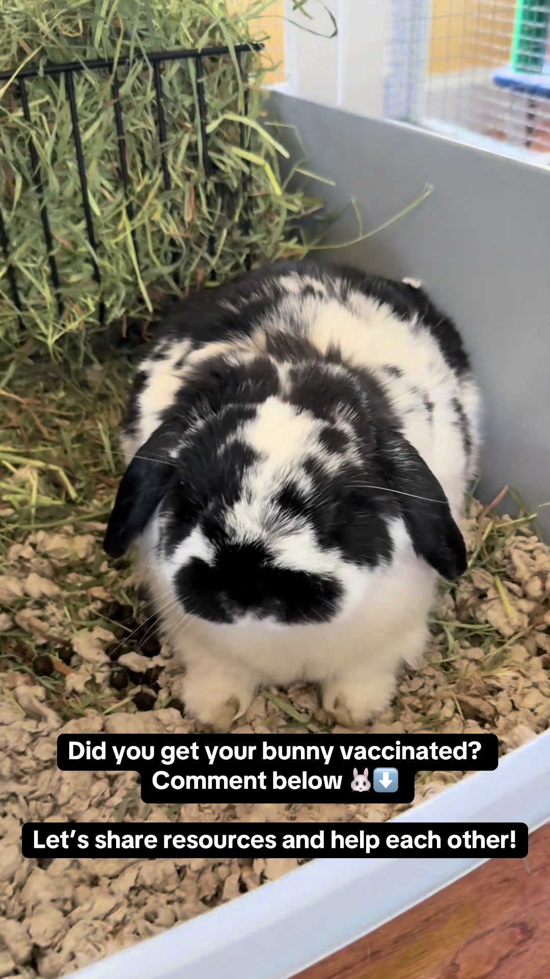 @Pablo the rabbit