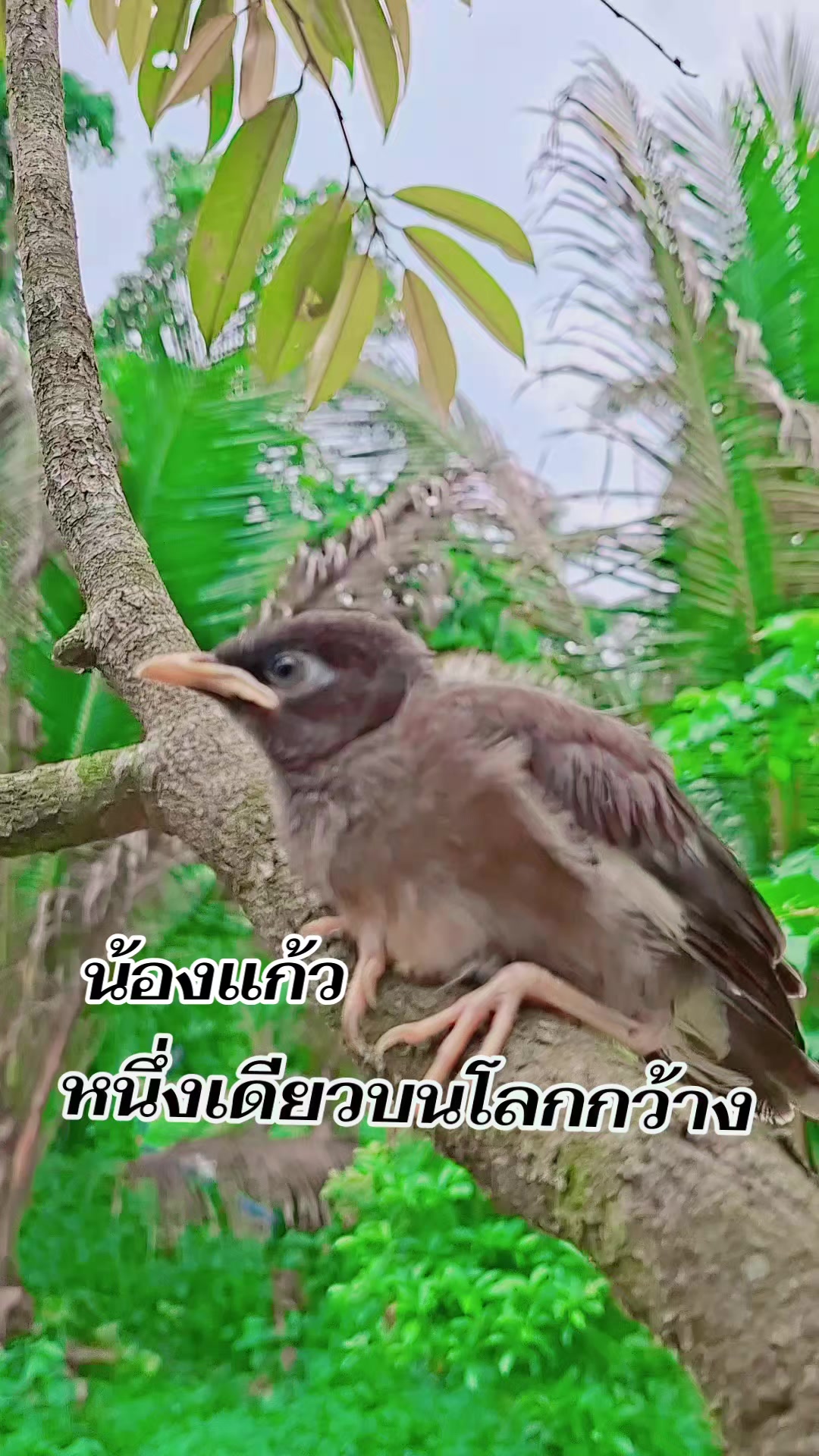 @หนึ่งเดียวบนโลกกว้าง