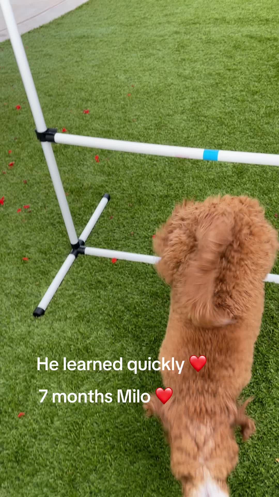 @momspups