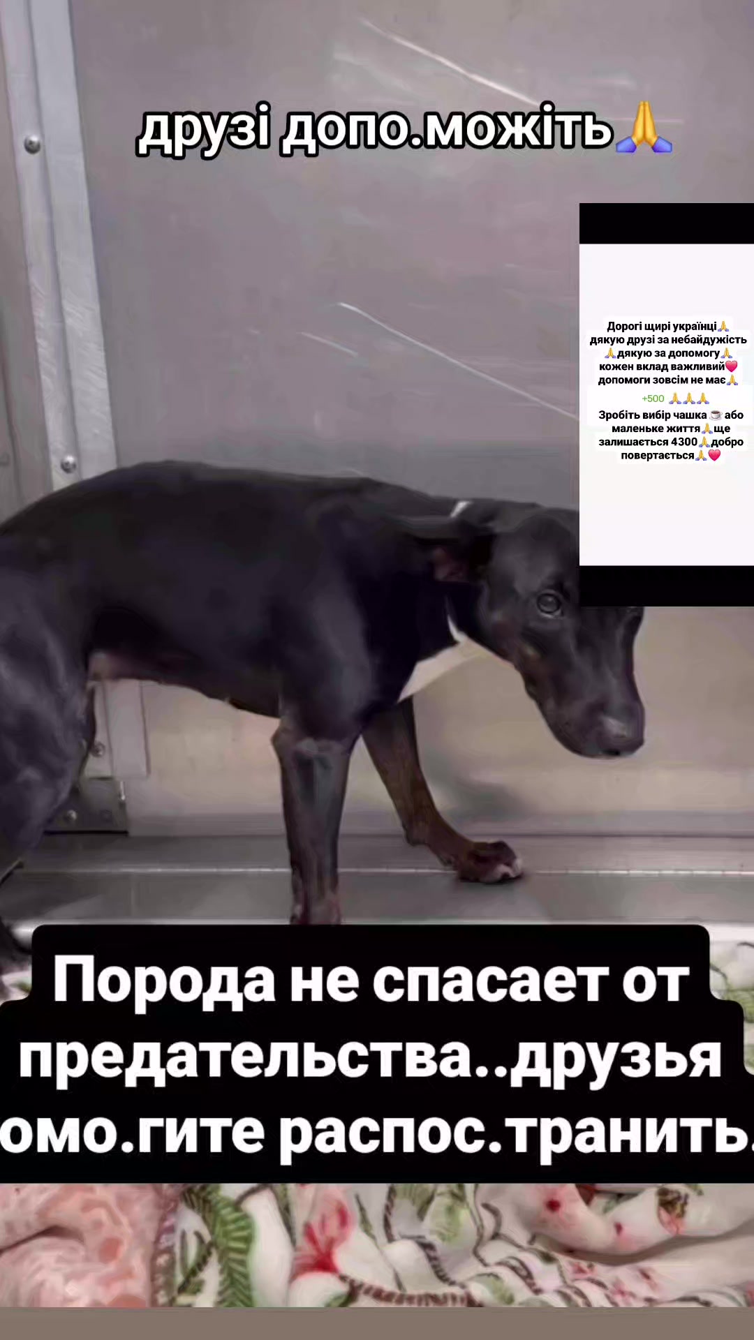 @animal