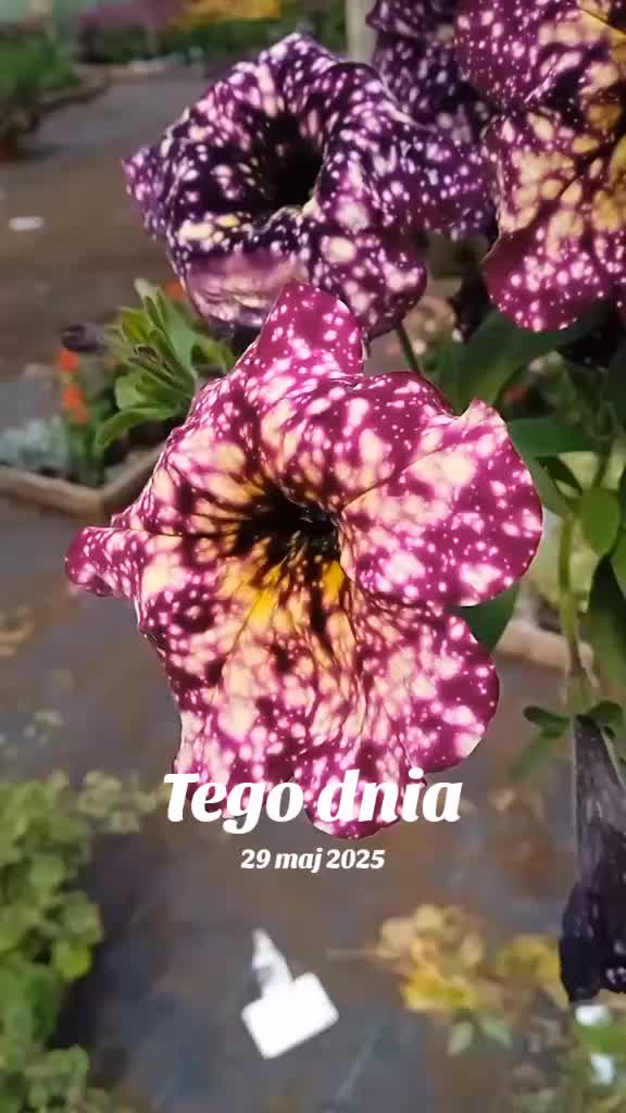@Jaskółeczka 💫💫💫💫
