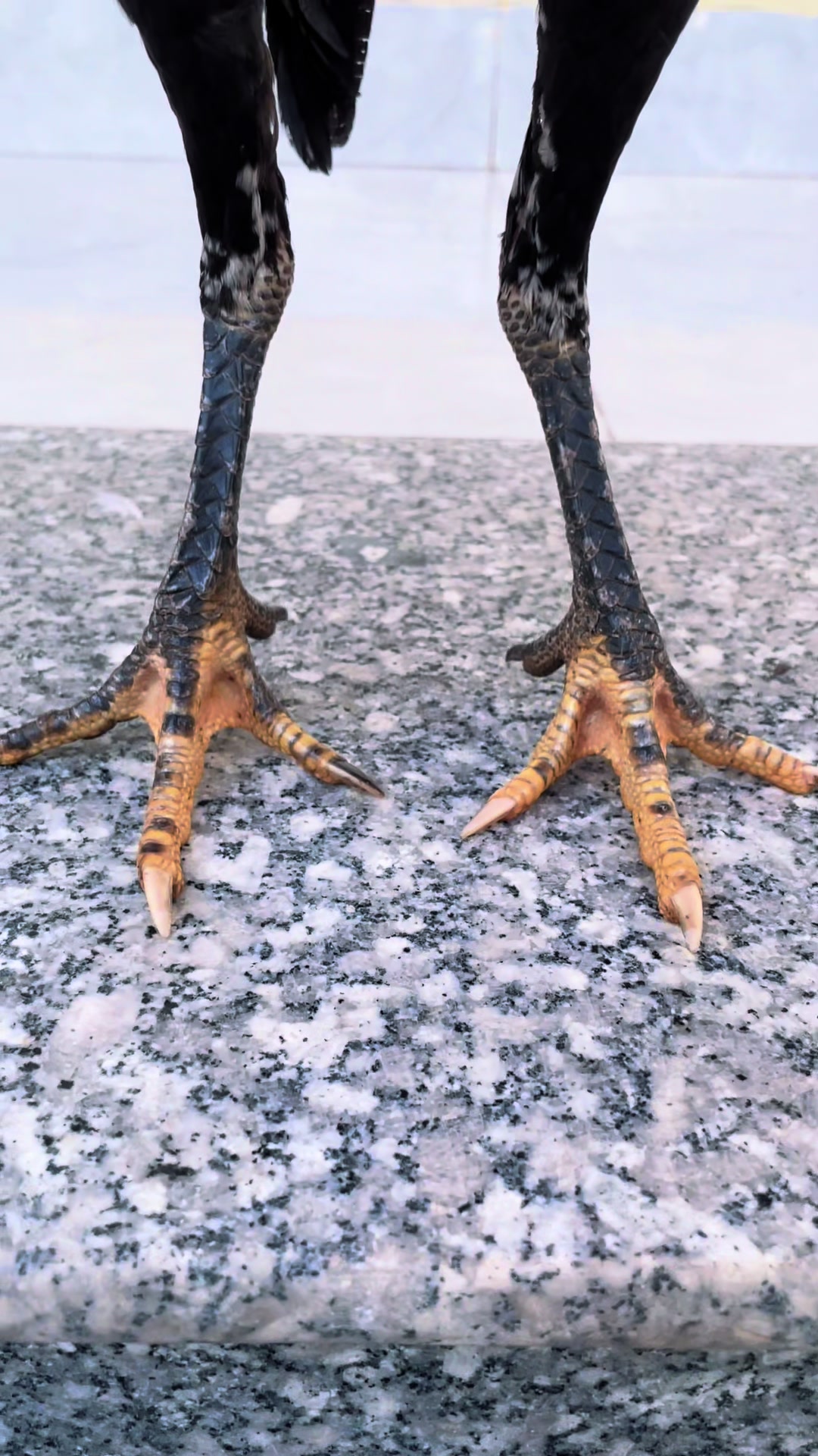 @𝐏𝐡𝐨𝐧𝐠 𝐆&agrave; 𝐂𝐨𝐧