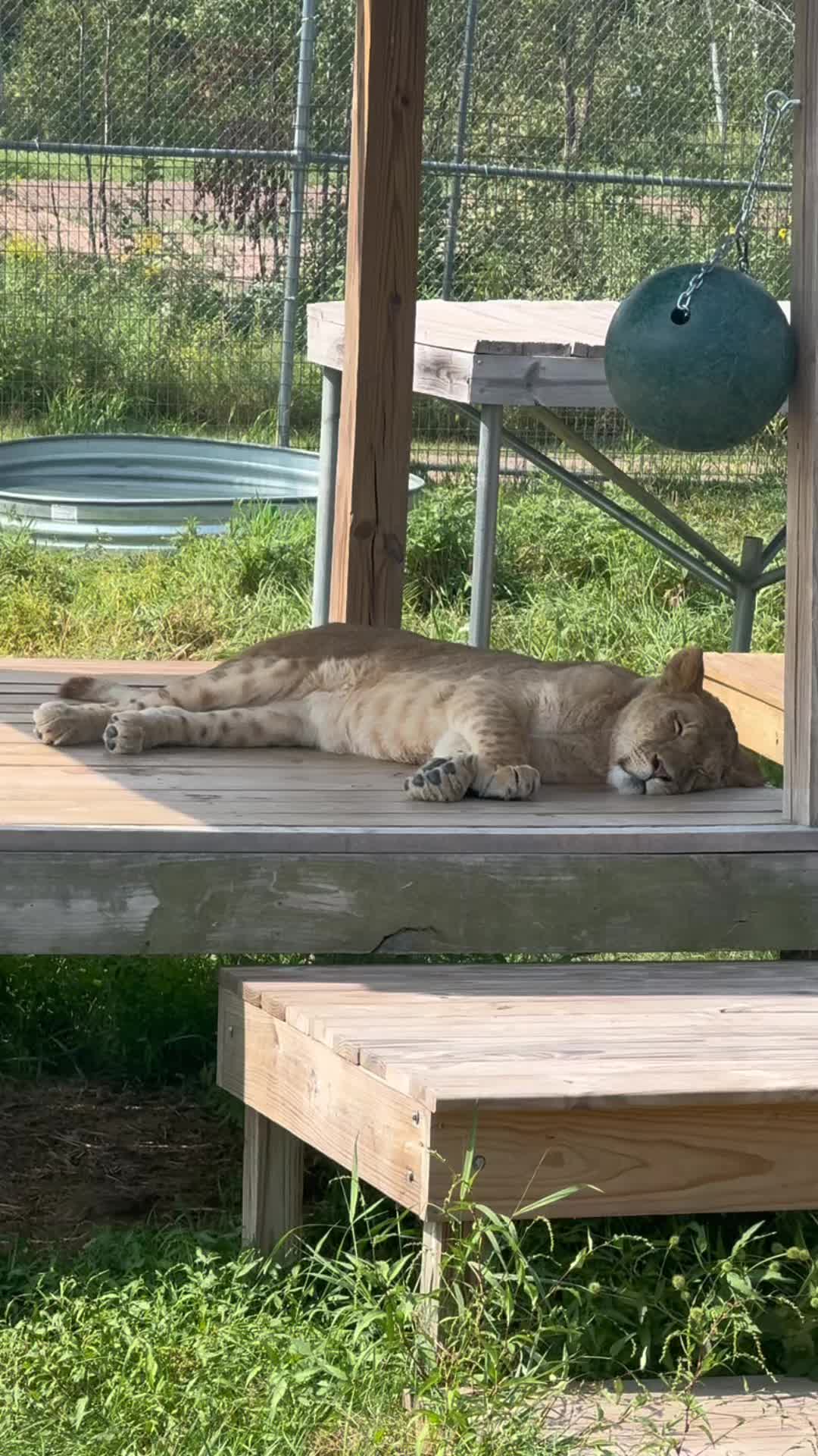@The Wildcat Sanctuary