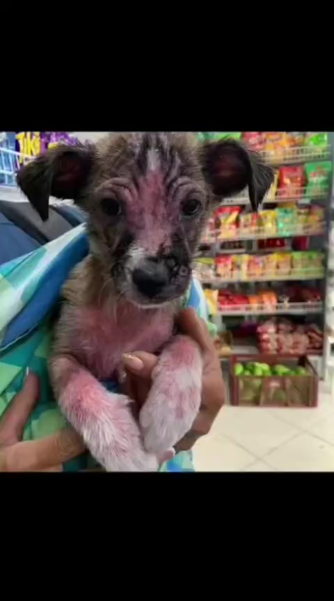 @Conciencia Animal El Cerrito