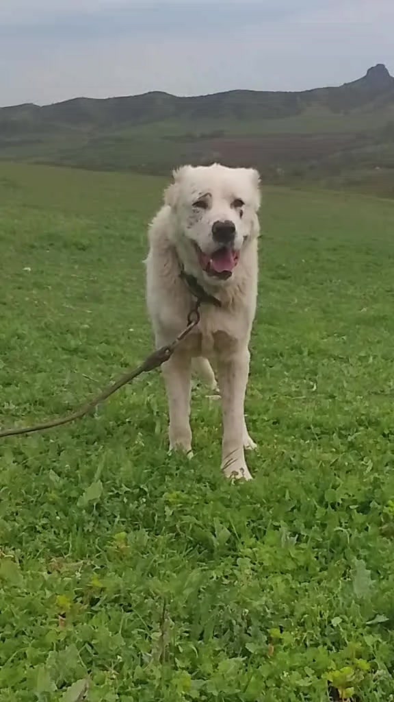@🥇 QOROÇ🥇POTA 🥇