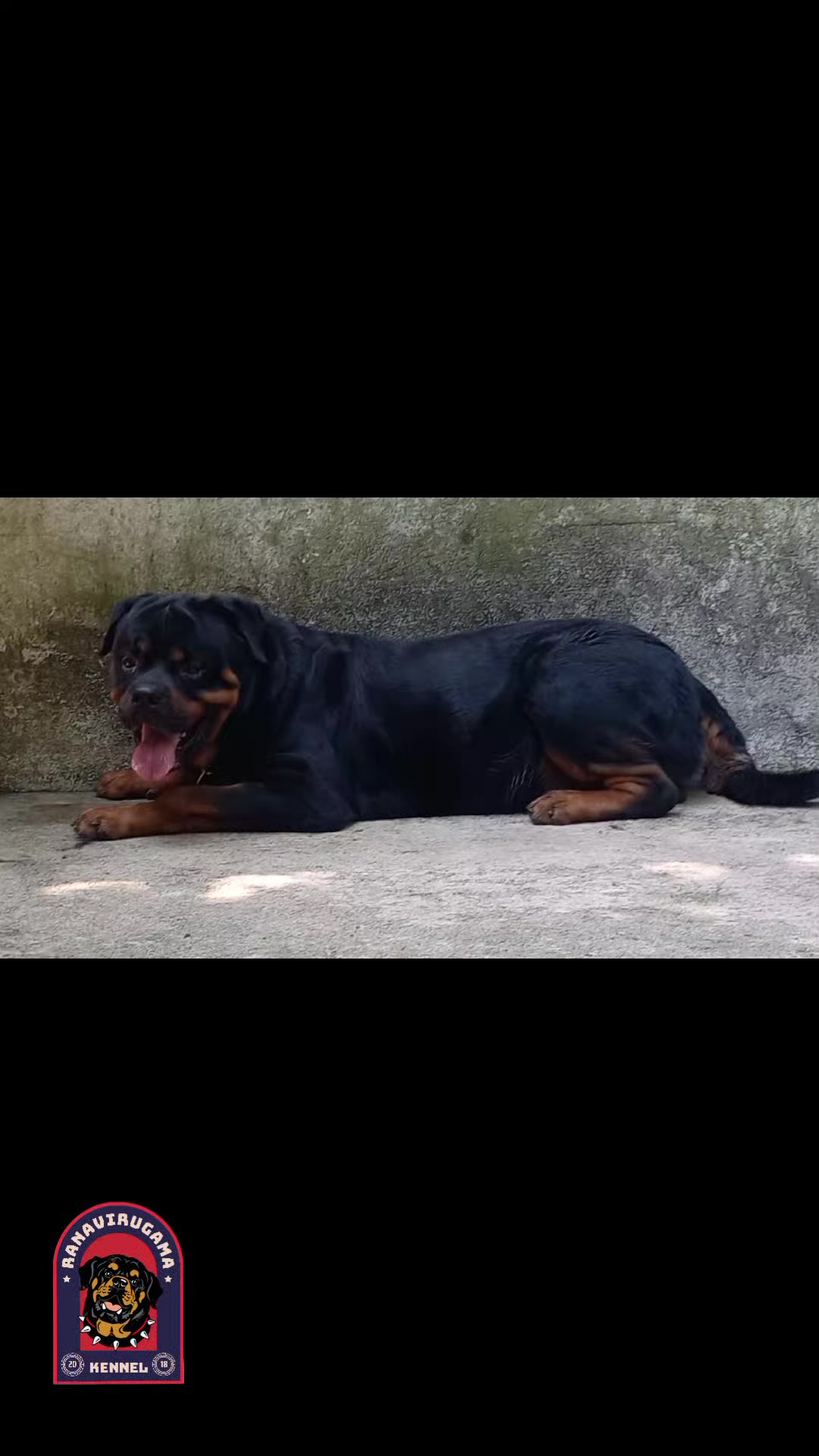 @Ranavirugama Kennel