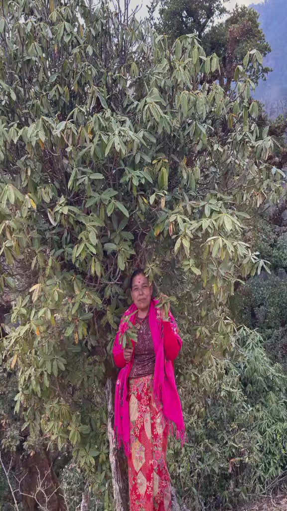 @Sunita Paudel