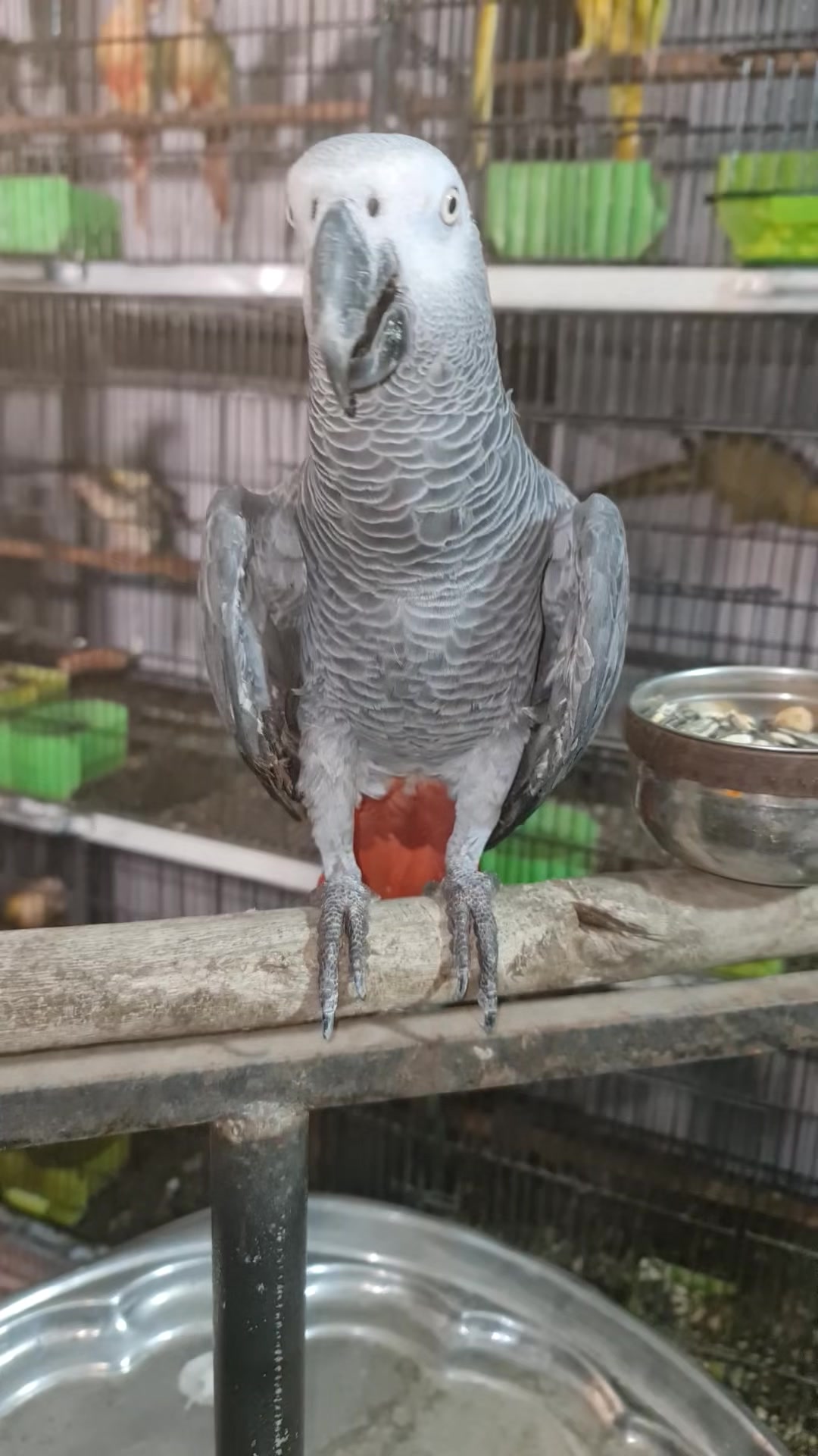 @ROYAL BIRD US