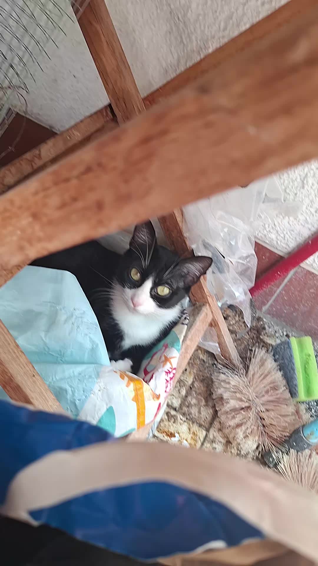 @lilythecat
