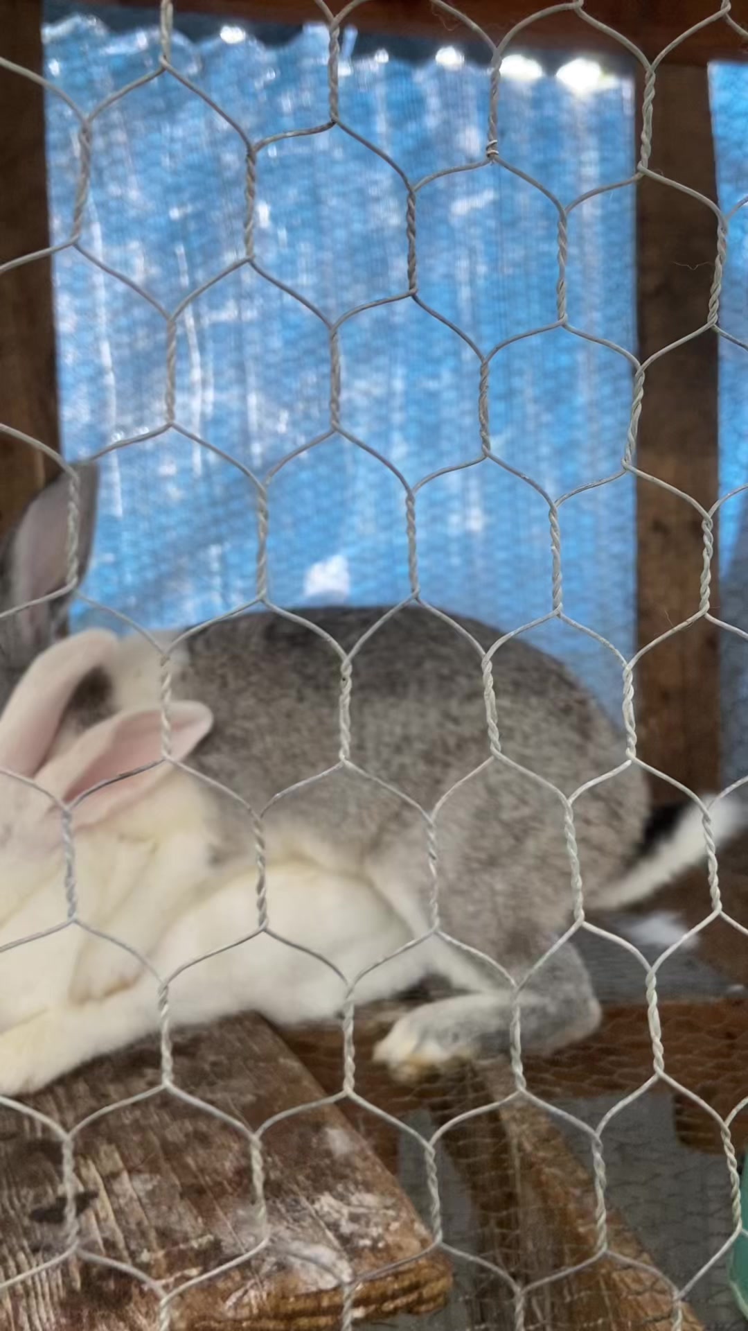 @HappyHoppersRabbitry