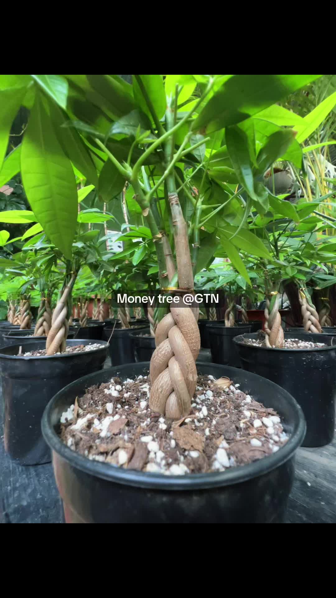 @Green Tara nursery(Nurseryman)