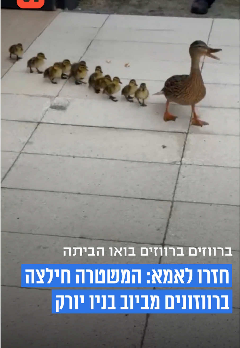 @V1 israel