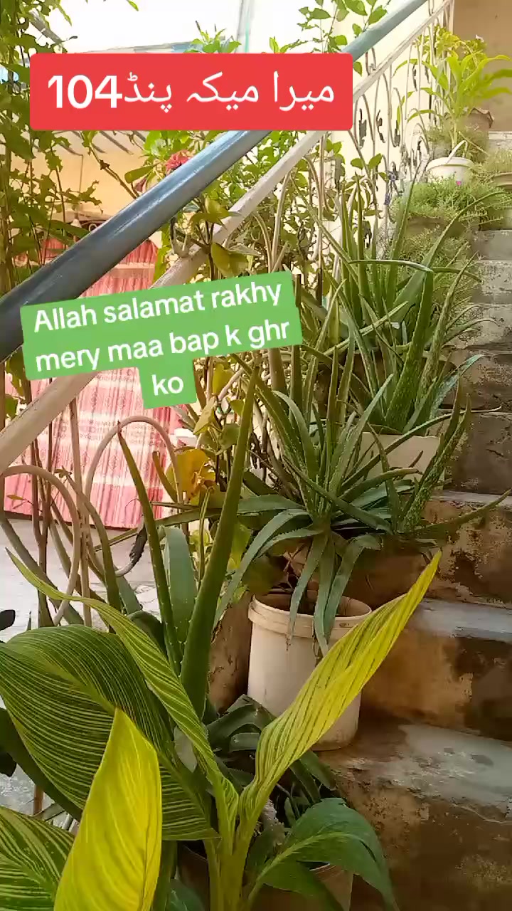 @Baby Fatima