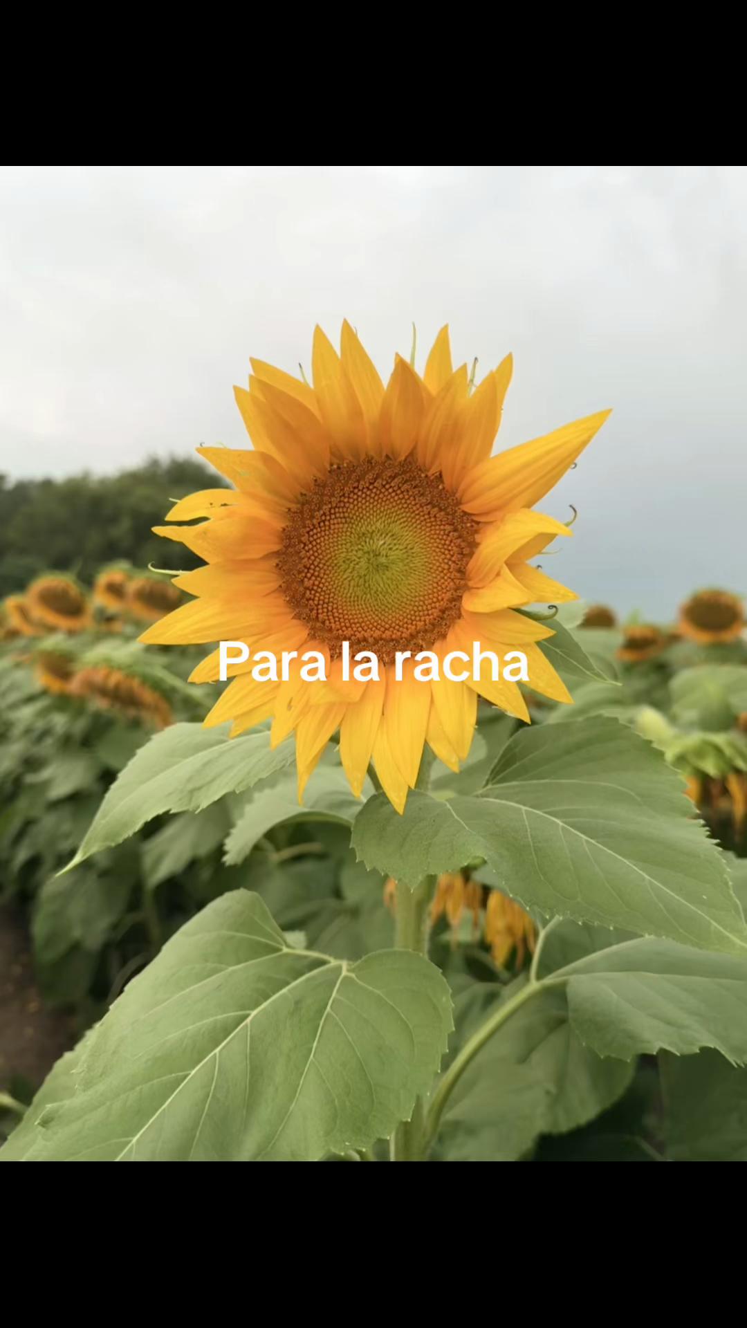 @Lulita González