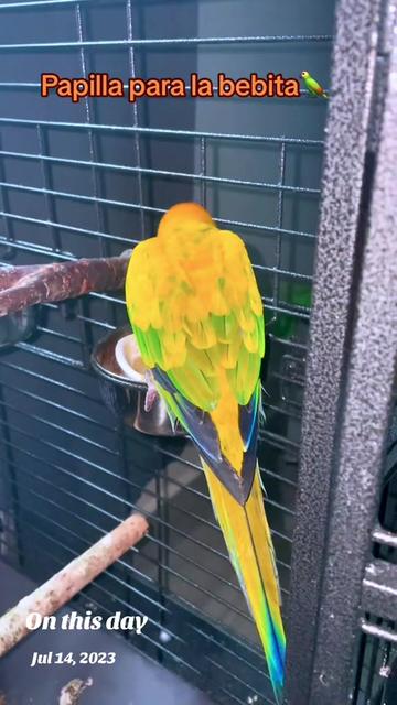 @Mango 🦜La cotorra solar