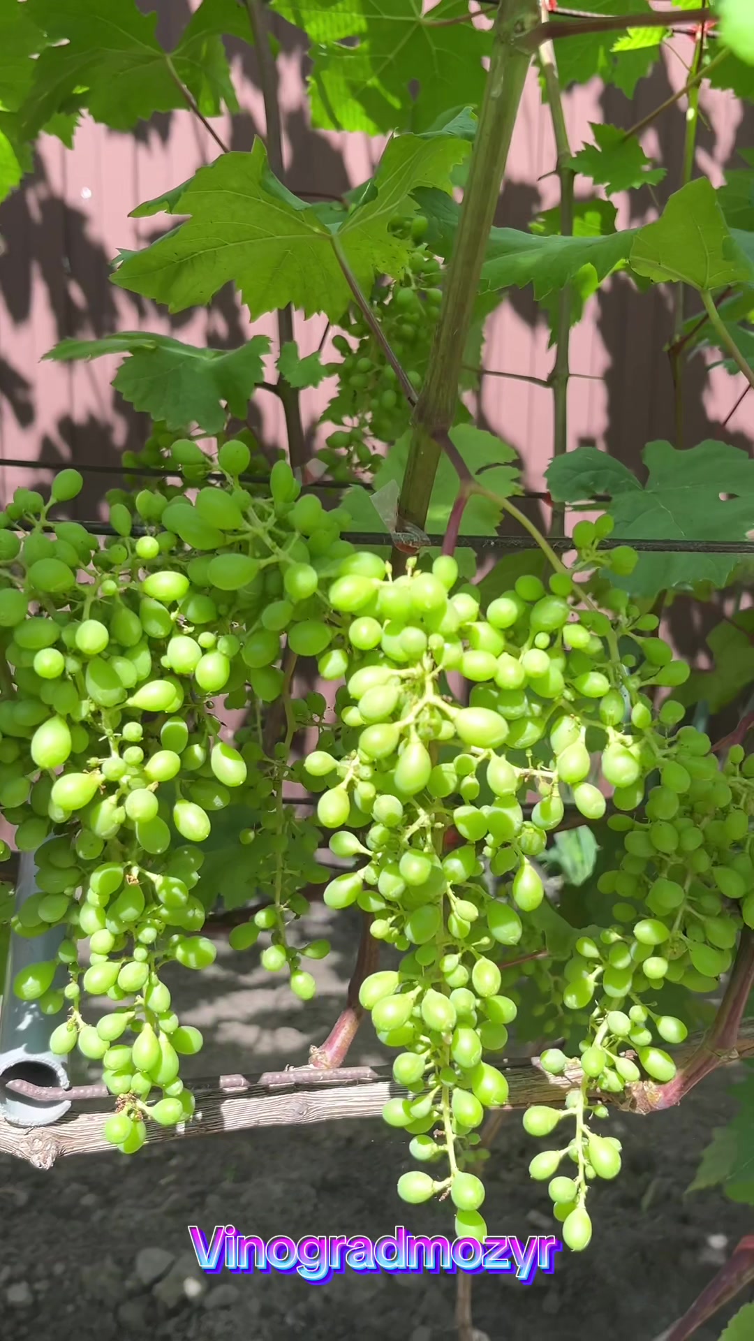 @Vinogradmozyr