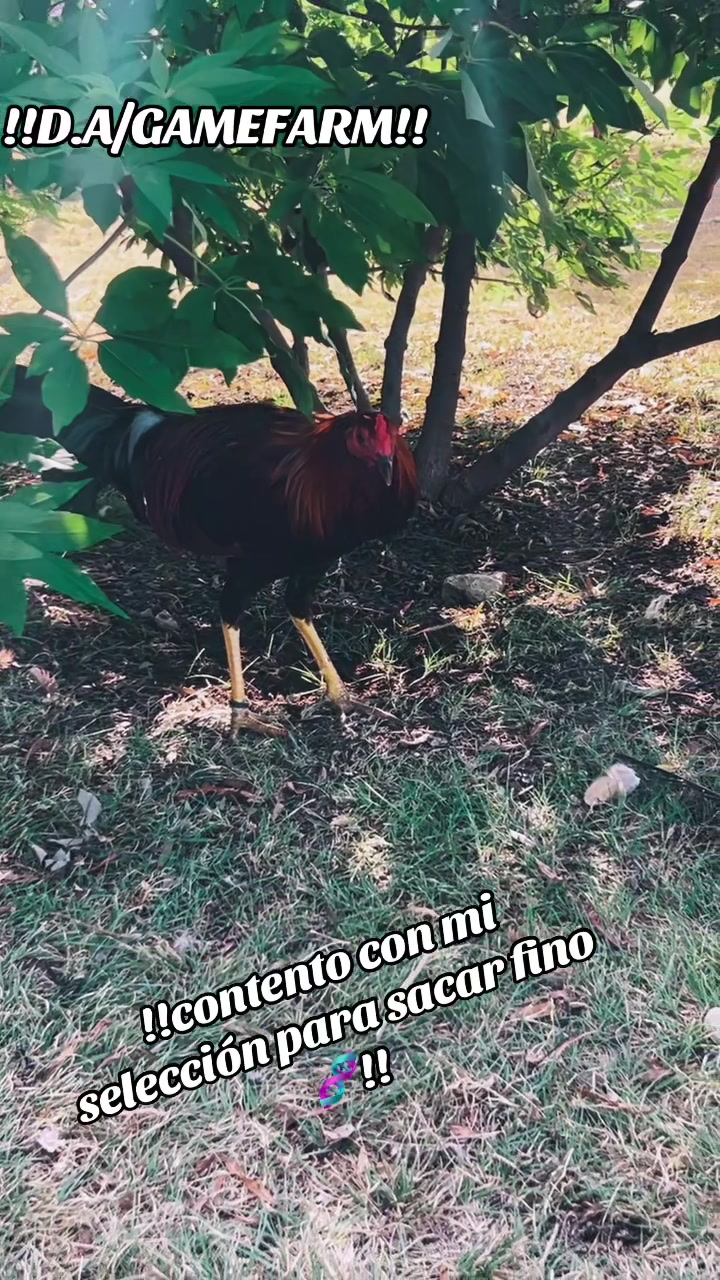 @DAgamefarm