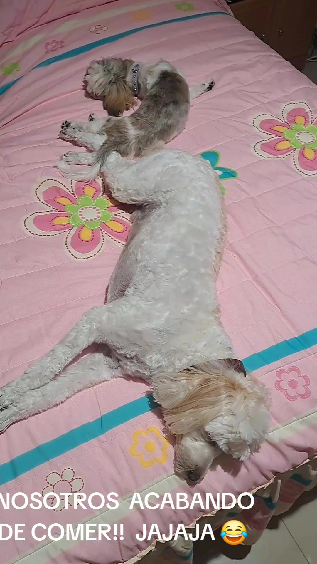 @Harry y Mila Life 🐶🐾