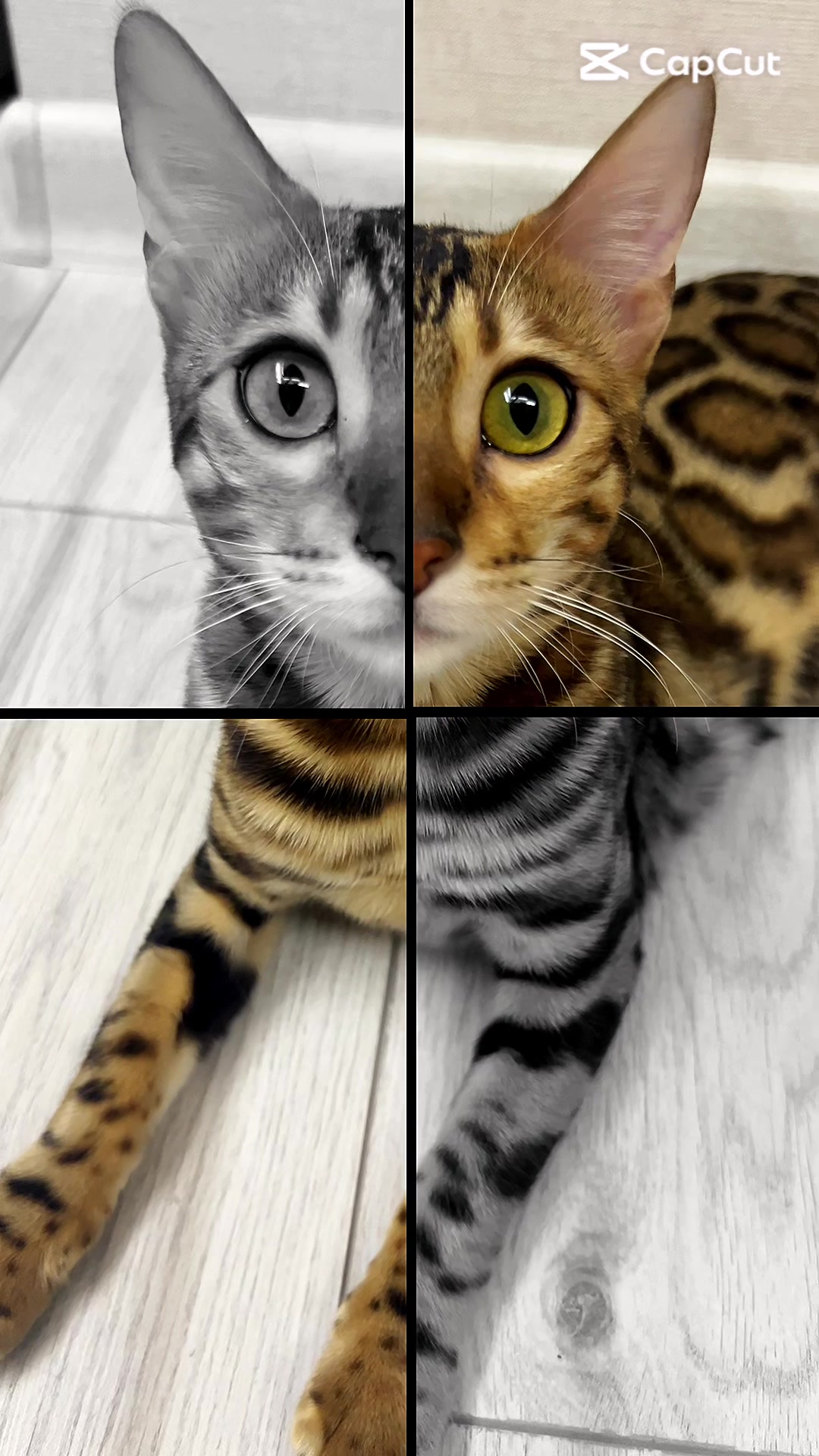 @kittens_uz