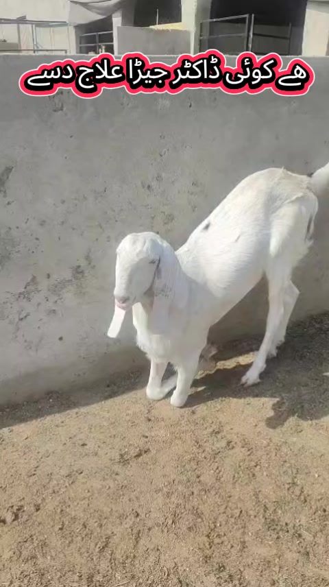 @《SIDHU}{GOAT}{FARM》