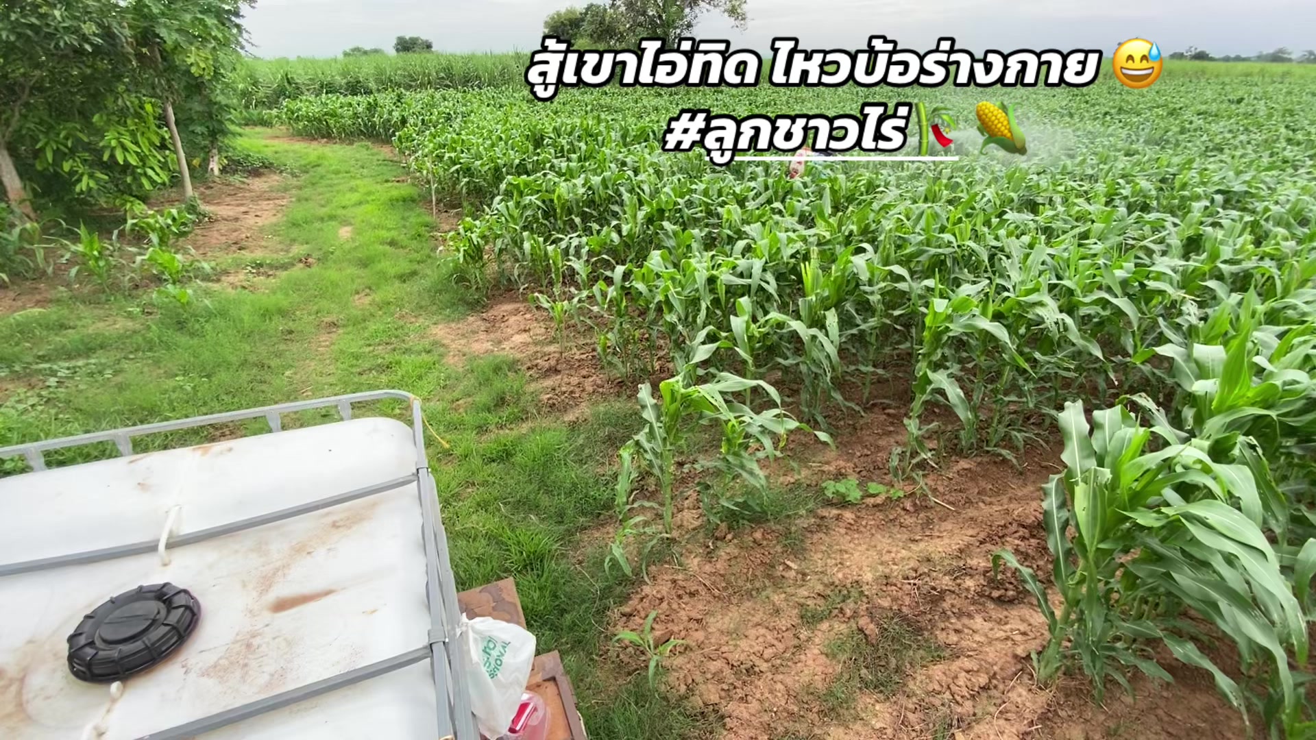 @เถ้าแก่น้อย🧑🏻🌾🫶🏻💨