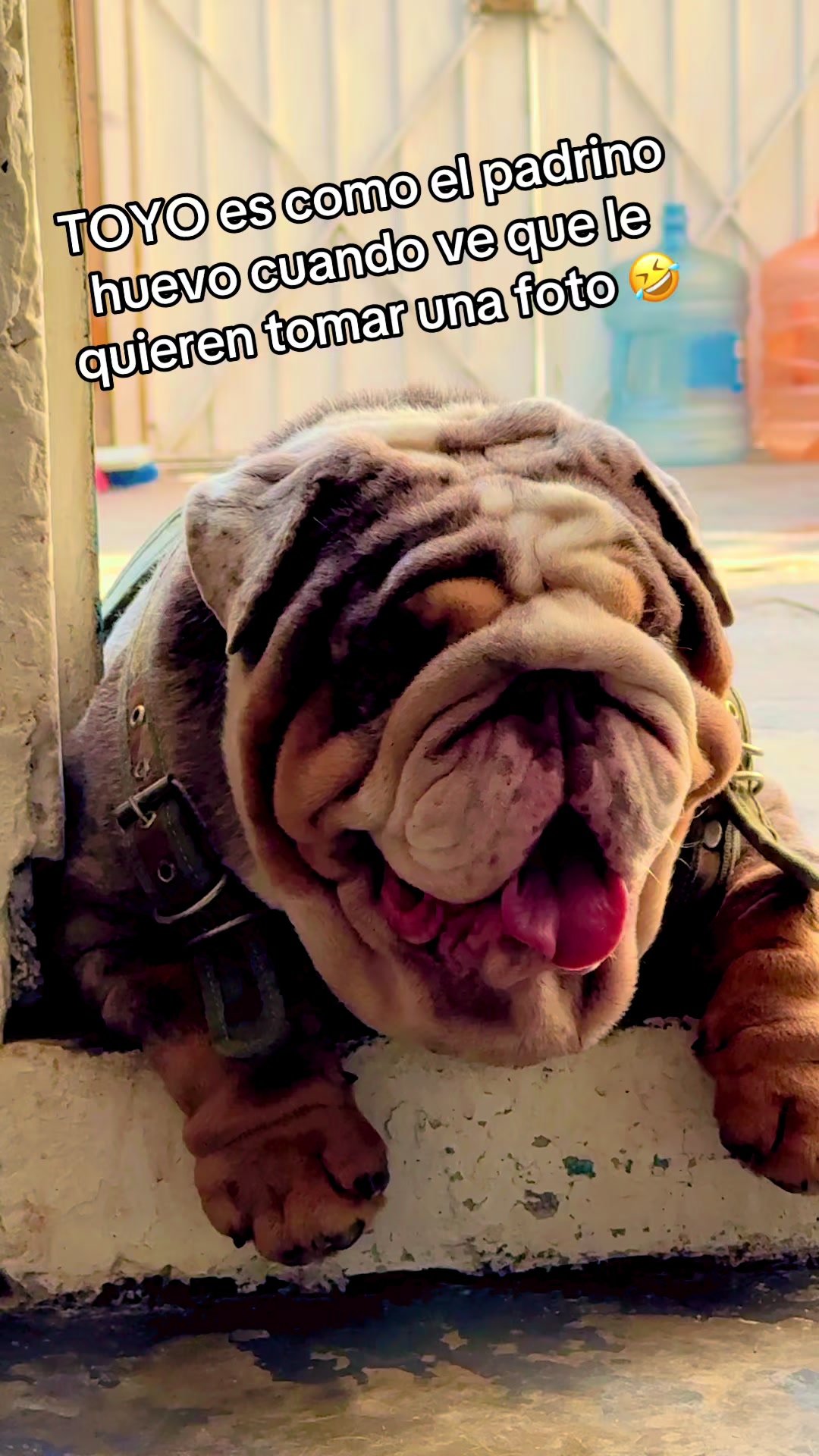 @Destroyers Bulldogs