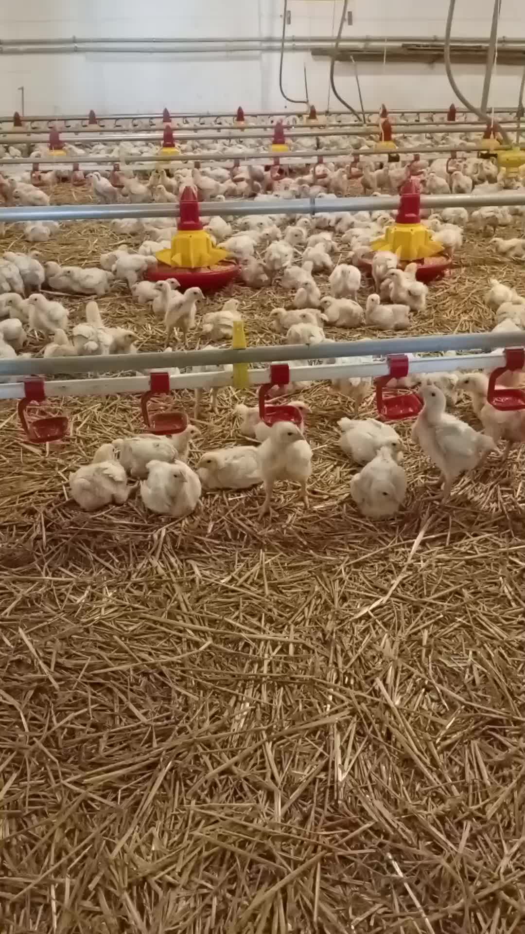 @ЧіКоФерма