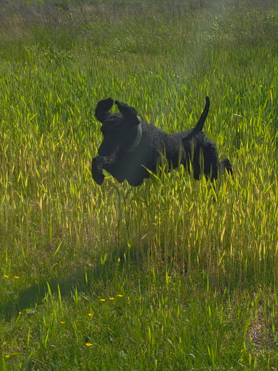 @Canine Wonders Training
