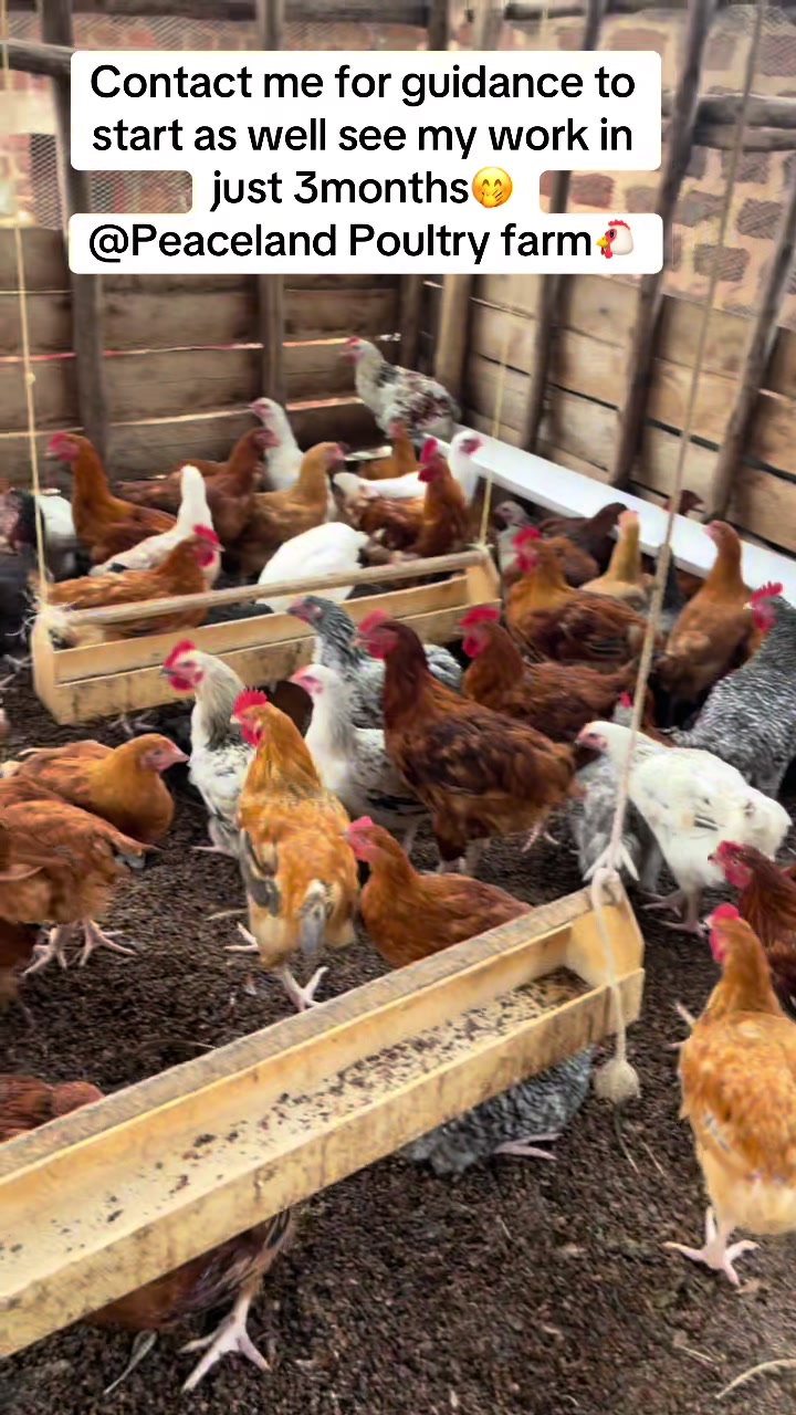 @Peaceland Poultry Farm🐔🐣🐓