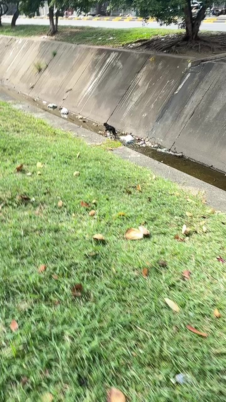 @el_gatoescobar