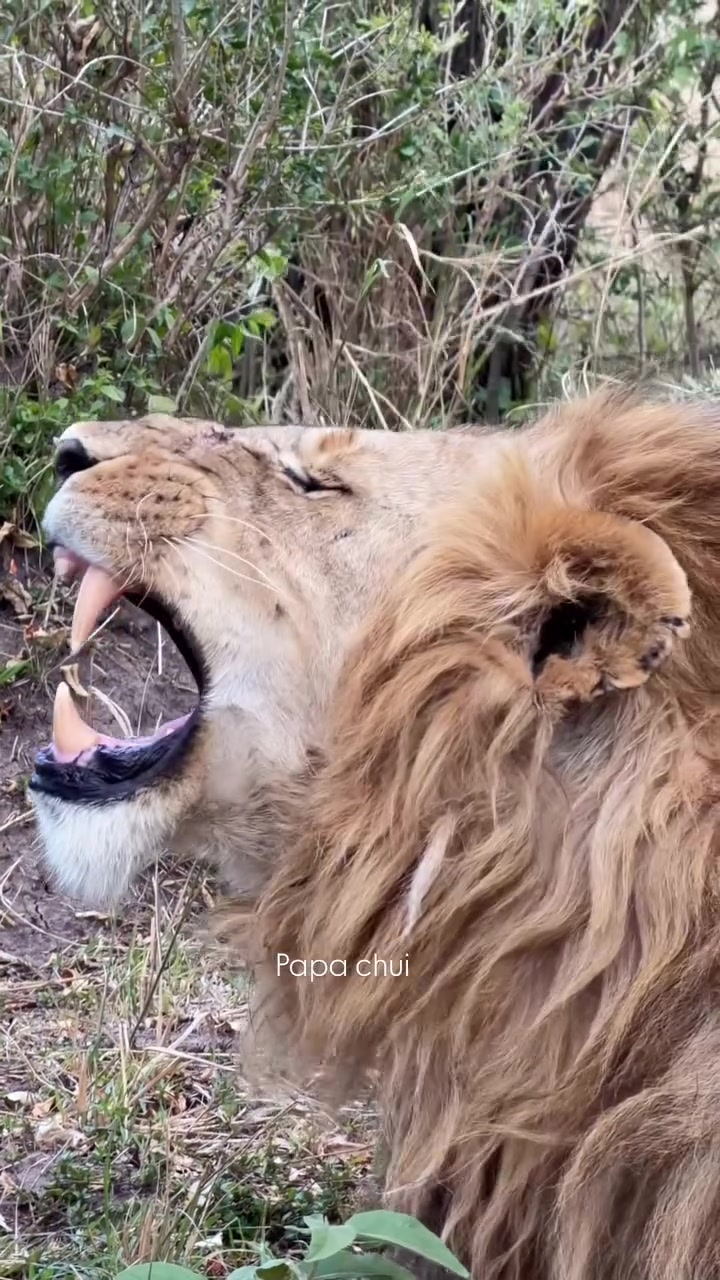 @lion_world5
