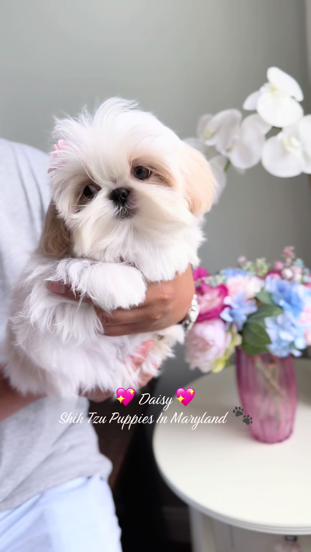 @Shih Tzu Puppies in Maryland