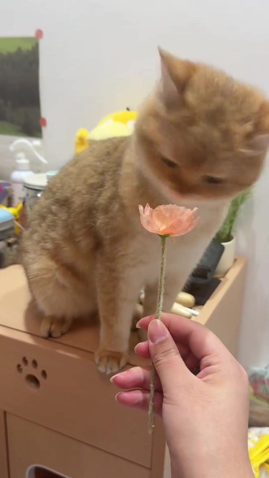 @cutekitten37