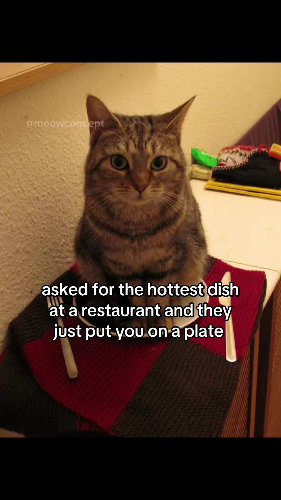 @meowconcept