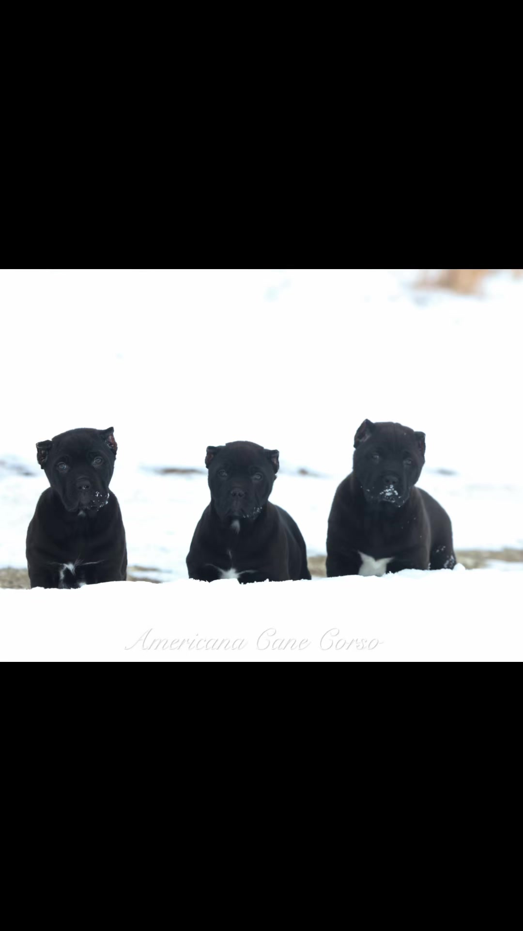@americana_kennels