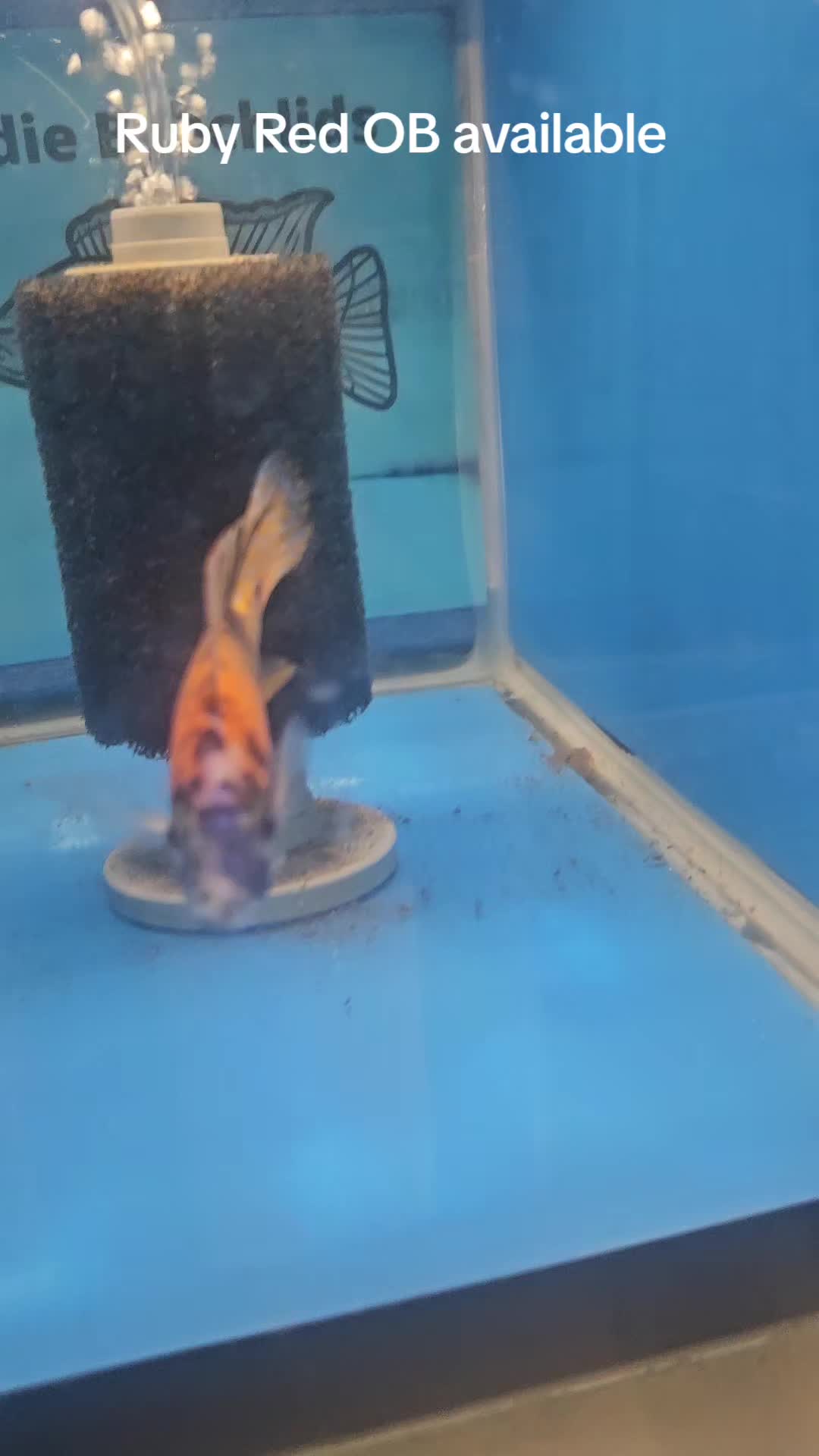 @EddieBcichlids