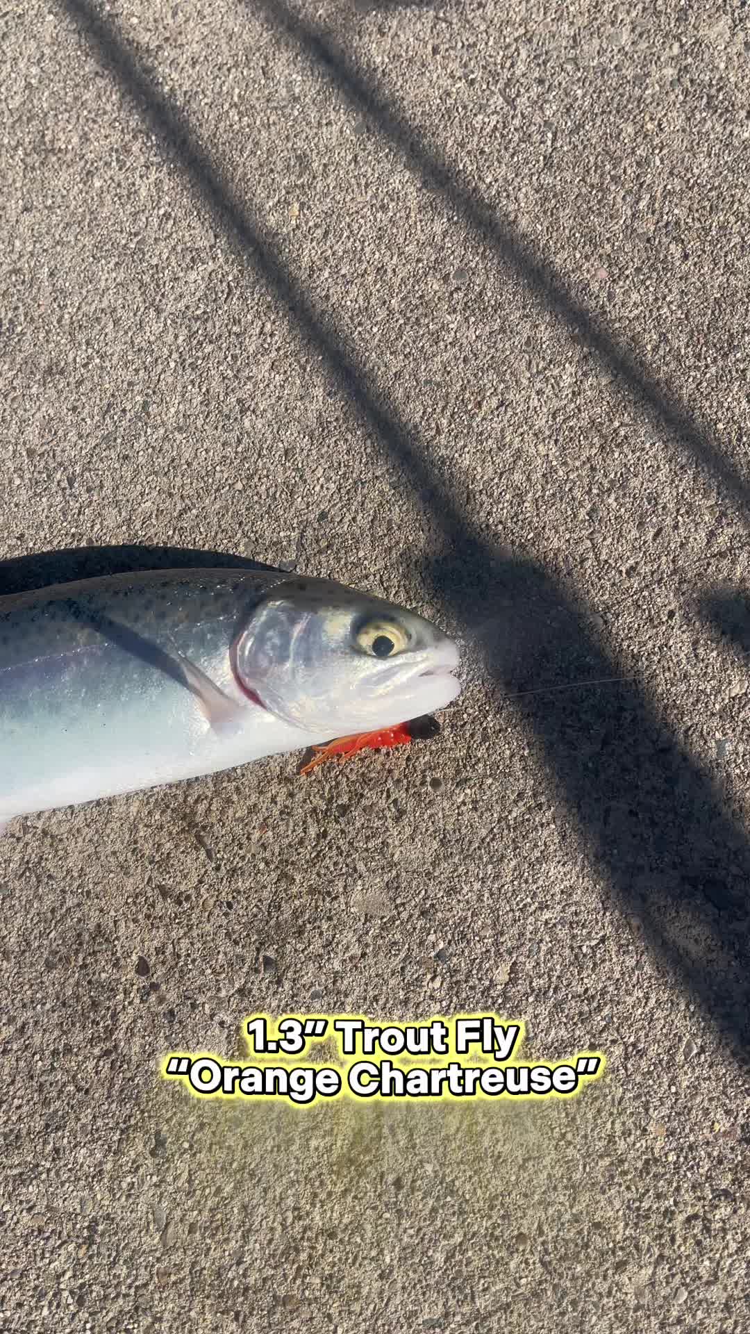 @Keep It Reel Trout Worms