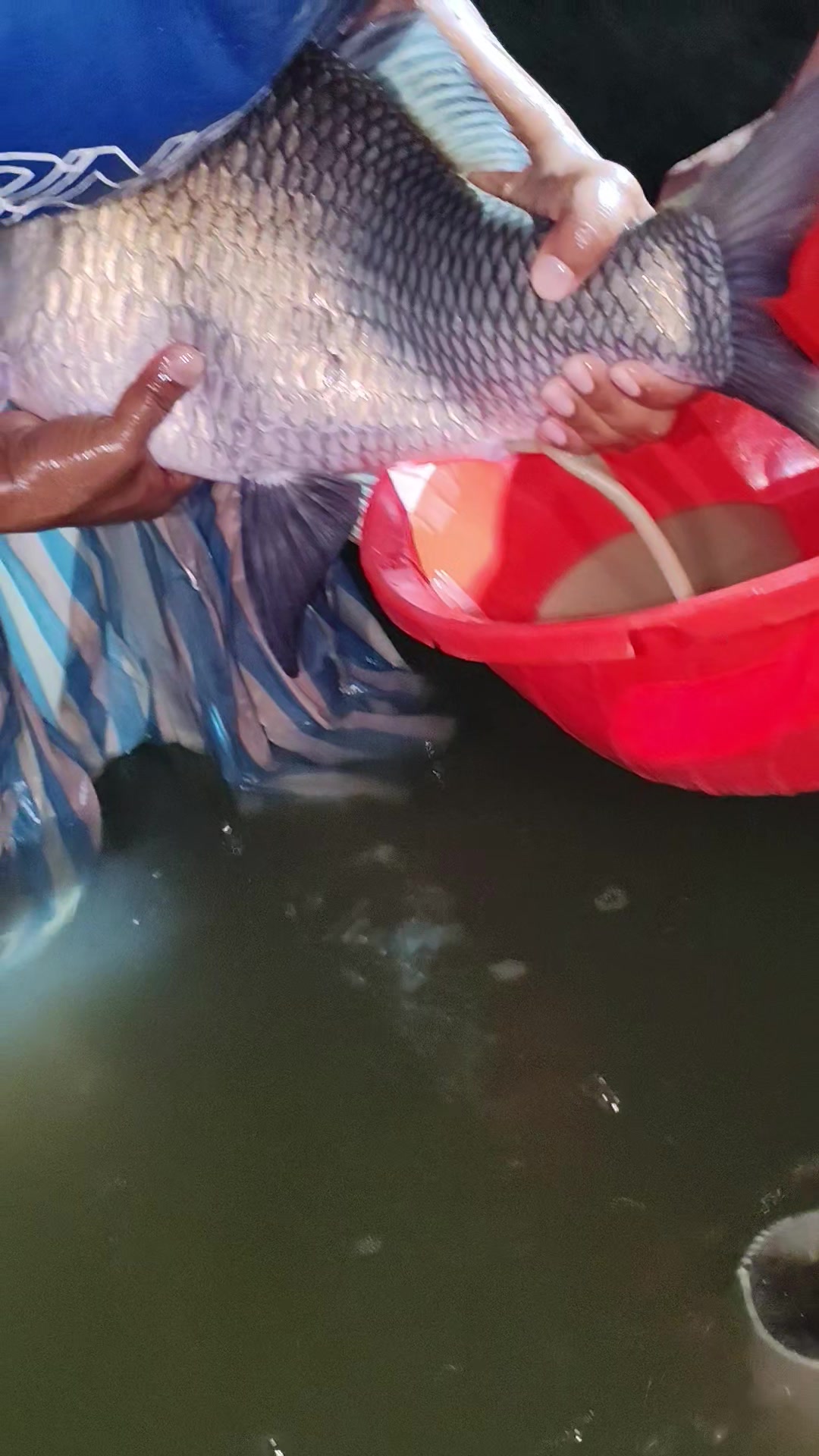 @Fish Lovers Bangladesh